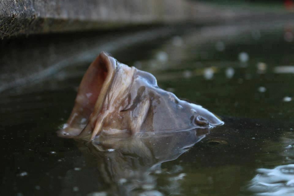 crapi - 1829491444440457421291875040651n.jpg